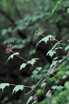 Image of Viburnum kansuense Batalin.