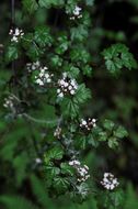 Image de Viburnum kansuense Batalin.