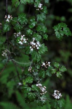 Image of Viburnum kansuense Batalin.