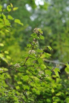 Image of Viburnum kansuense Batalin.