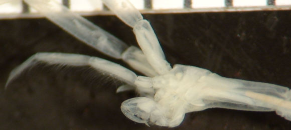 Image of Skeleton shrimp