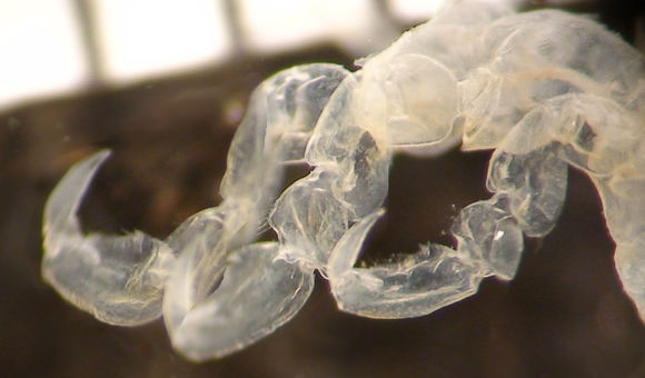 Image of Skeleton shrimp