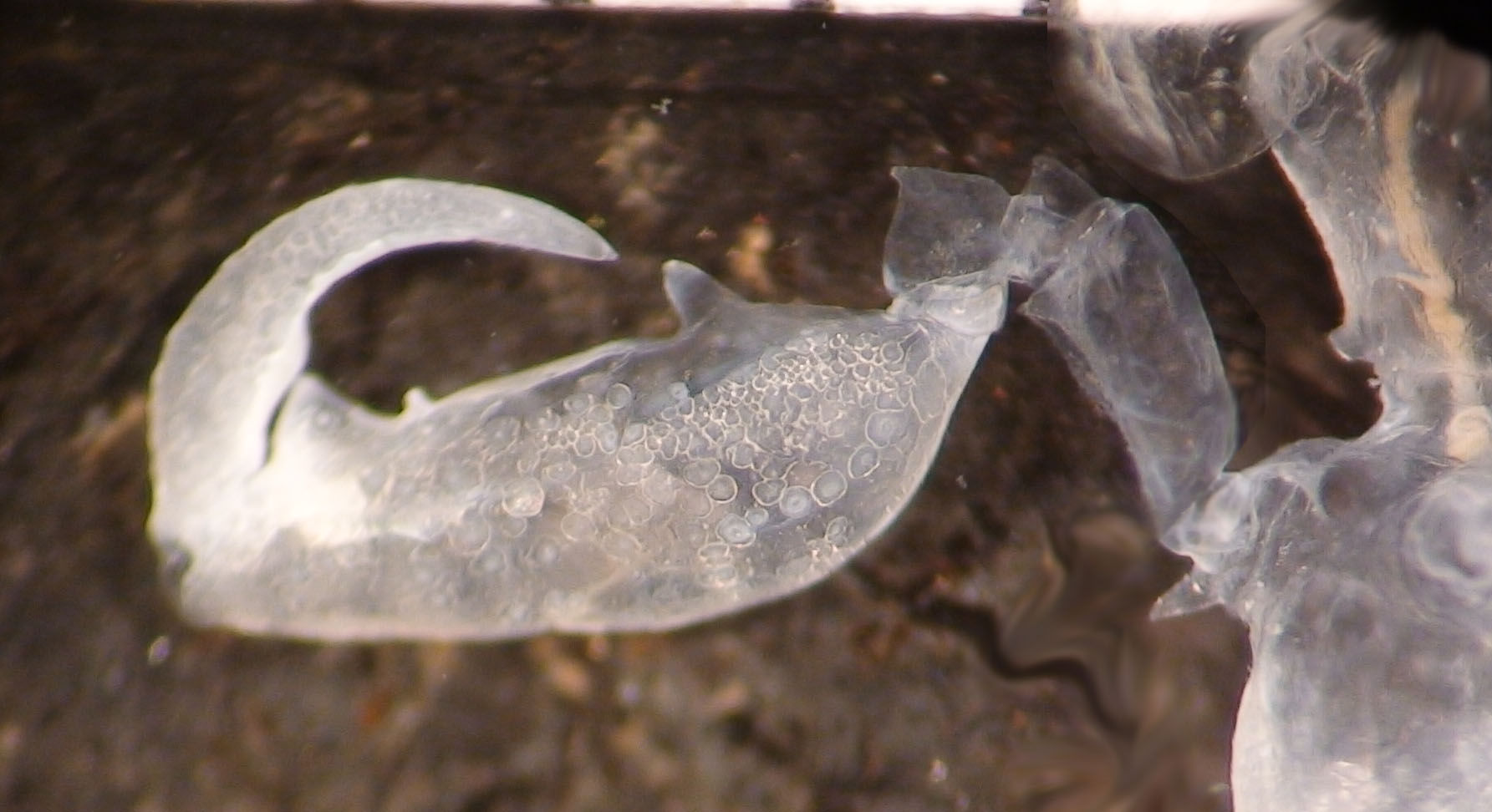 Image of Skeleton shrimp