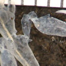 Image of Skeleton shrimp