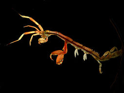 Image of Japanese skeleton shrimp