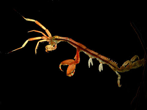 Image of Japanese skeleton shrimp