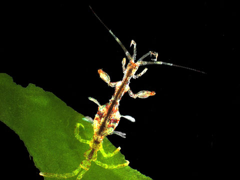 Image of Japanese skeleton shrimp