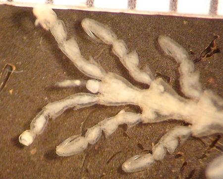 Image of Skeleton shrimp