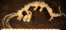 Image of Metacaprella horrida (Sars G. O. 1877)