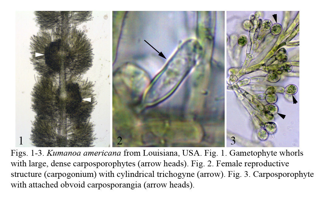 Image of Kumanoa americana