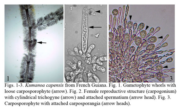 Image of Kumanoa capensis