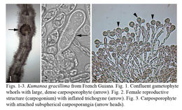 صورة Kumanoa gracillima