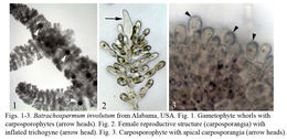 Image of <i>Batrachospermum involutum</i> Vis & Sheath