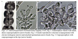 Image of <i>Batrachospermum involutum</i> Vis & Sheath