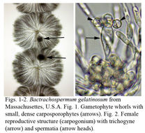 Image of Batrachospermum gelatinosum