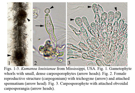 Image of Kumanoa louisianae