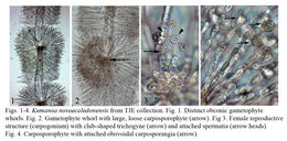 صورة Kumanoa novaecaledonensis