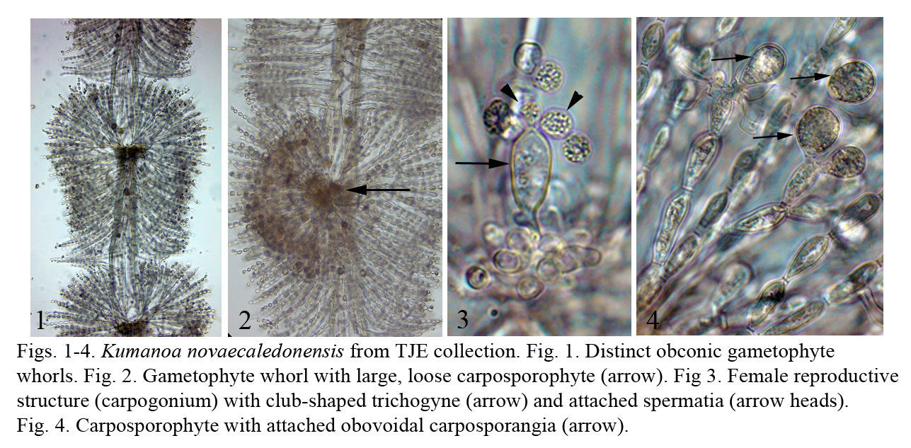 صورة Kumanoa novaecaledonensis