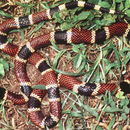 Image of Allen's Coral Snake