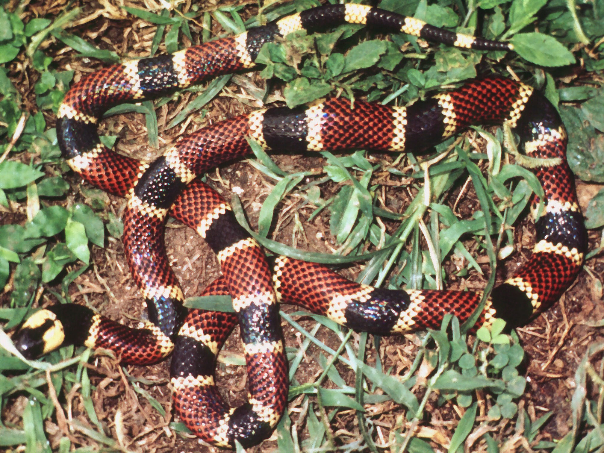 Image of Allen's Coral Snake