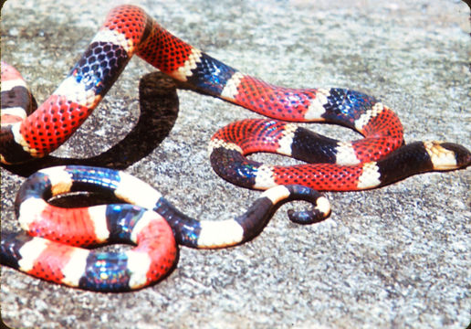 Image of Allen's Coral Snake