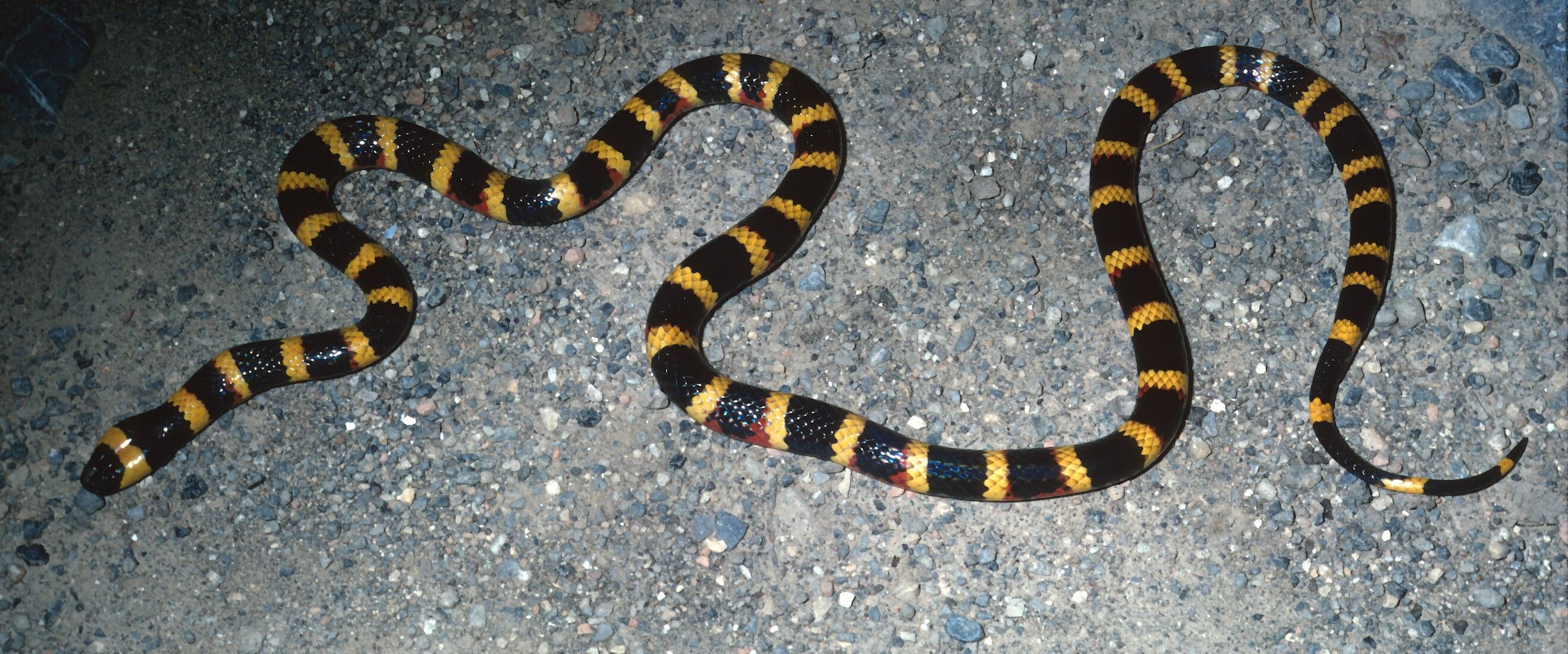 Image of Oaxacan Coral Snake