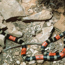 Image of <i>Micrurus frontifasciatus</i> Werner 1927