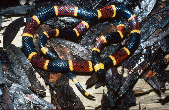 Image of Eastern Coral Snake