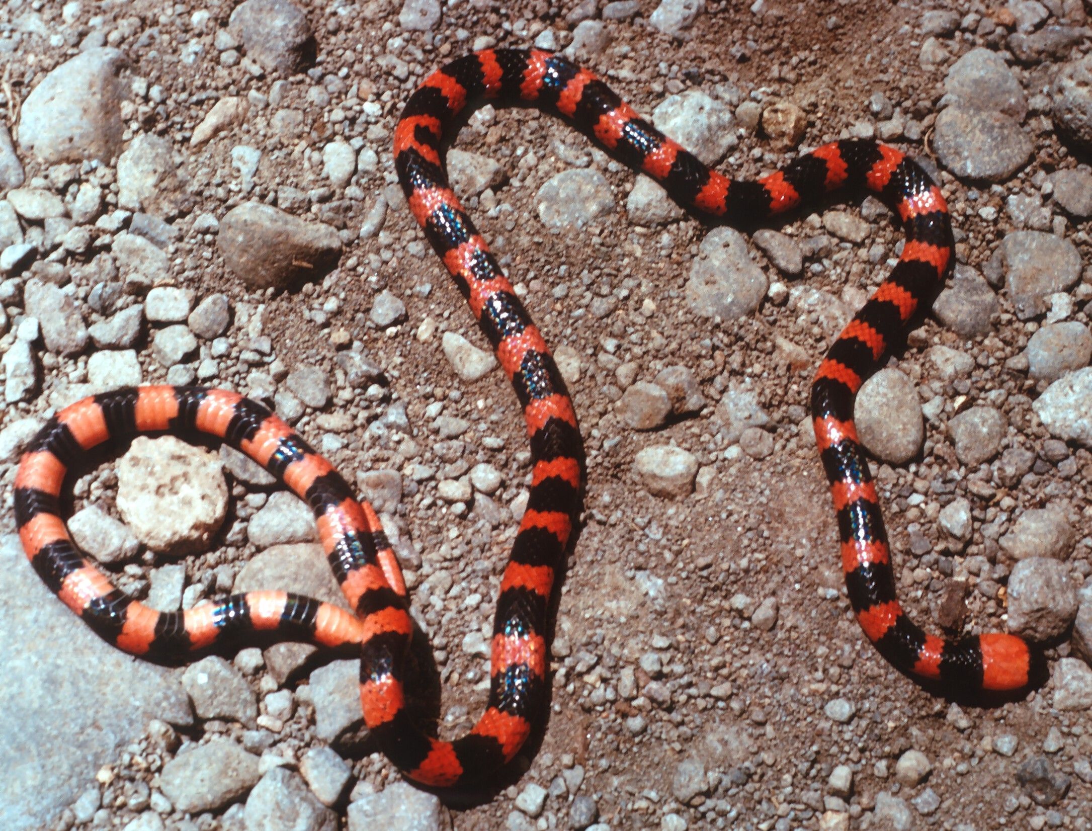 Image of Micrurus mipartitus (A. M. C. Duméril, Bibron & A. H. A. Duméril 1854)