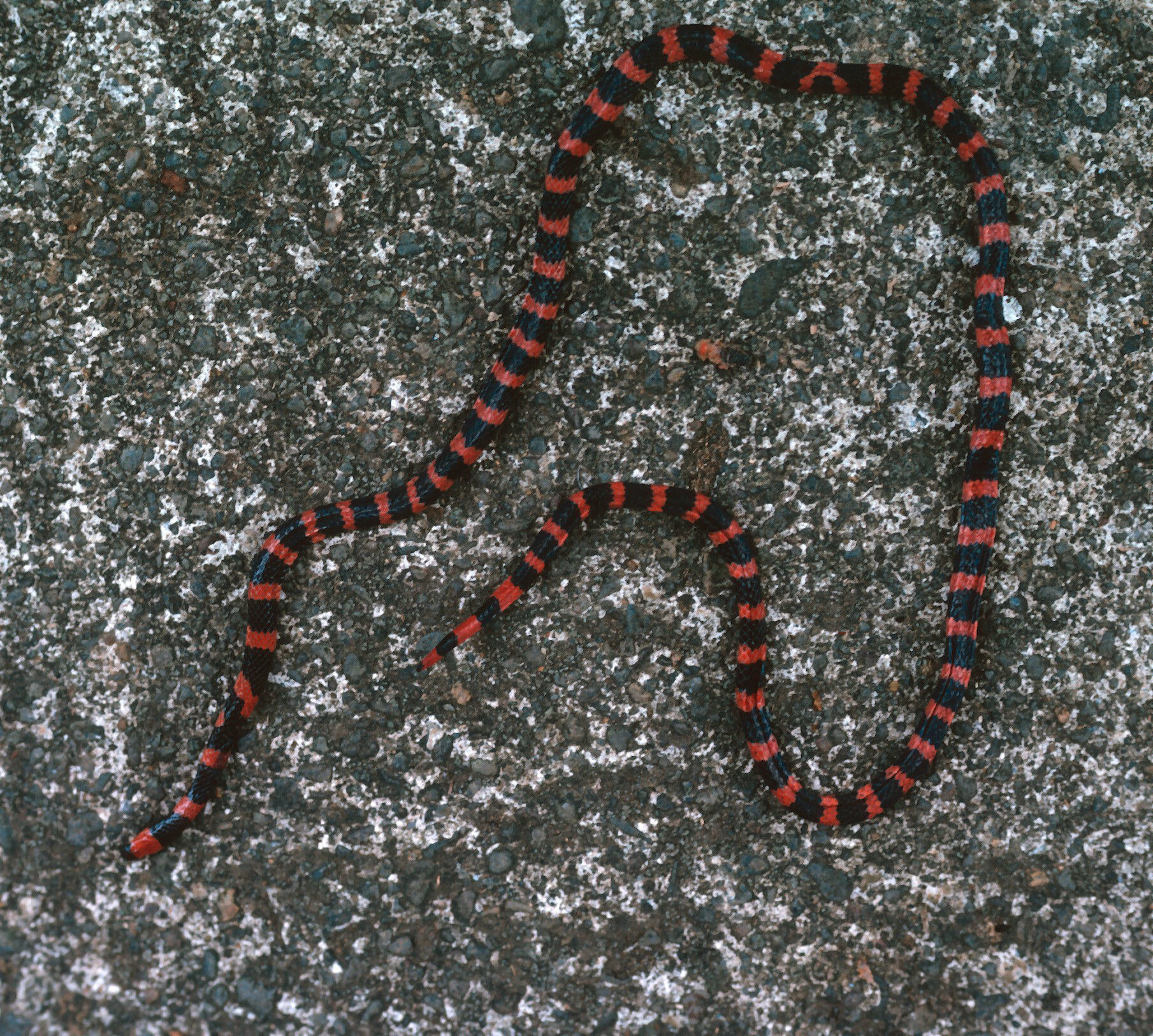 Image of Micrurus mipartitus (A. M. C. Duméril, Bibron & A. H. A. Duméril 1854)