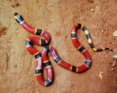 Image of Black-banded Coral Snake