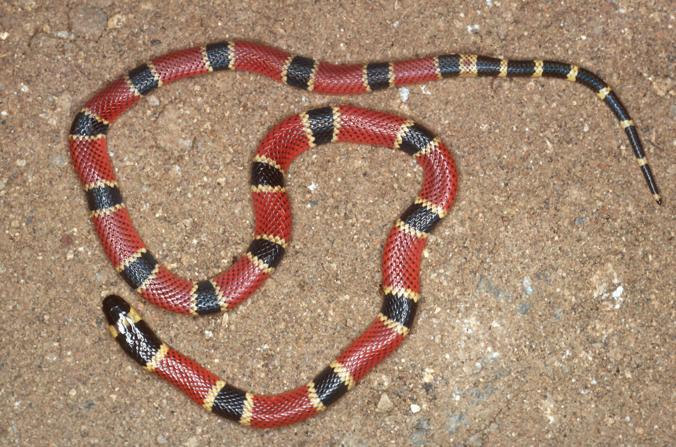 Image of Black-banded Coral Snake