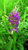 Image of Western Marsh-orchid