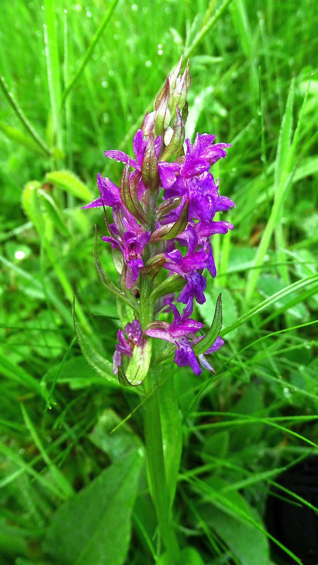 Image of Western Marsh-orchid