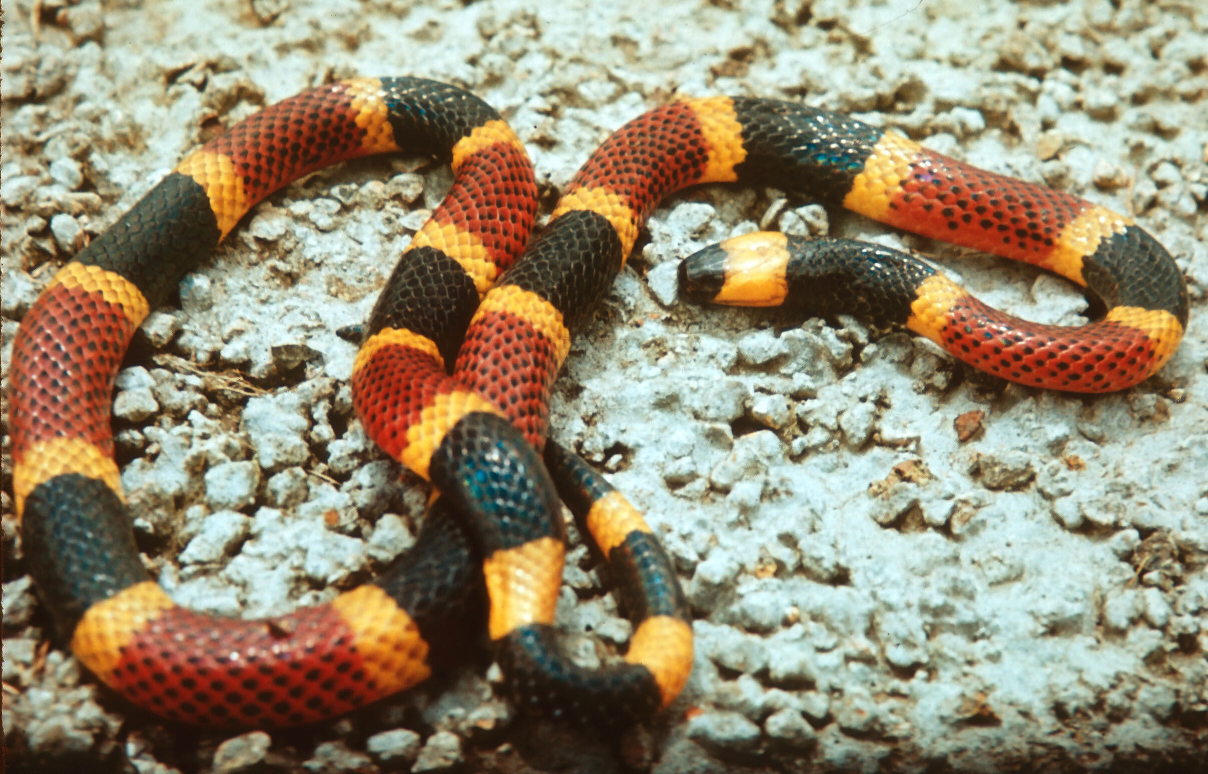 Image of Black-banded Coral Snake