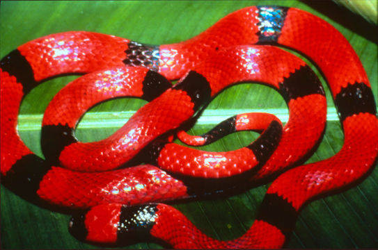 Image of Black-banded Coral Snake