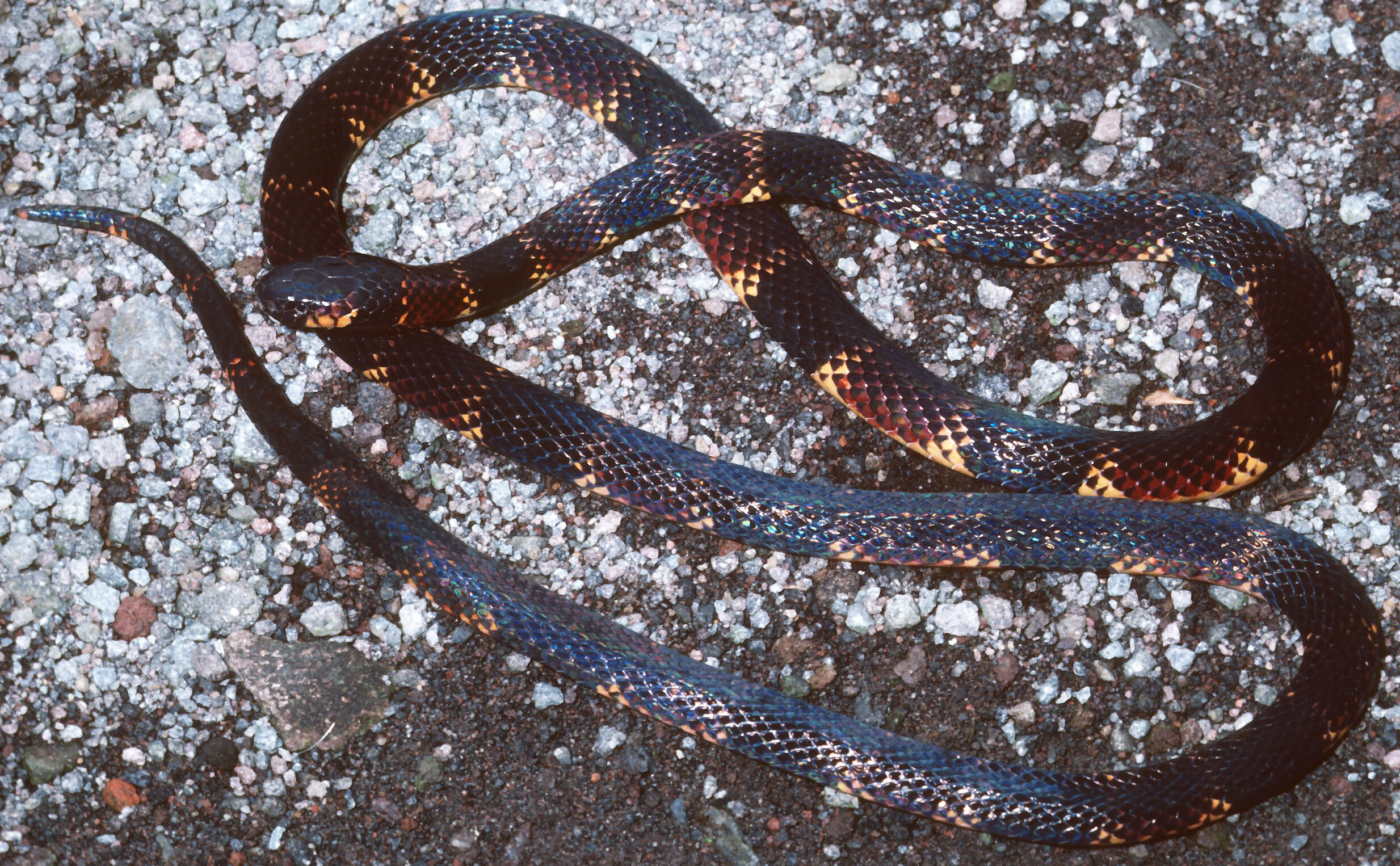 Image of Micrurus steindachneri (Werner 1901)