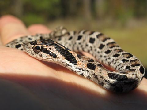 Image of Heterodon