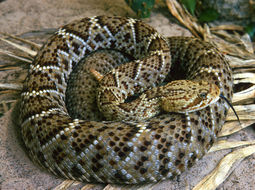 Image of Basilisk Rattlesnake