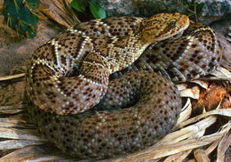 Image of Basilisk Rattlesnake