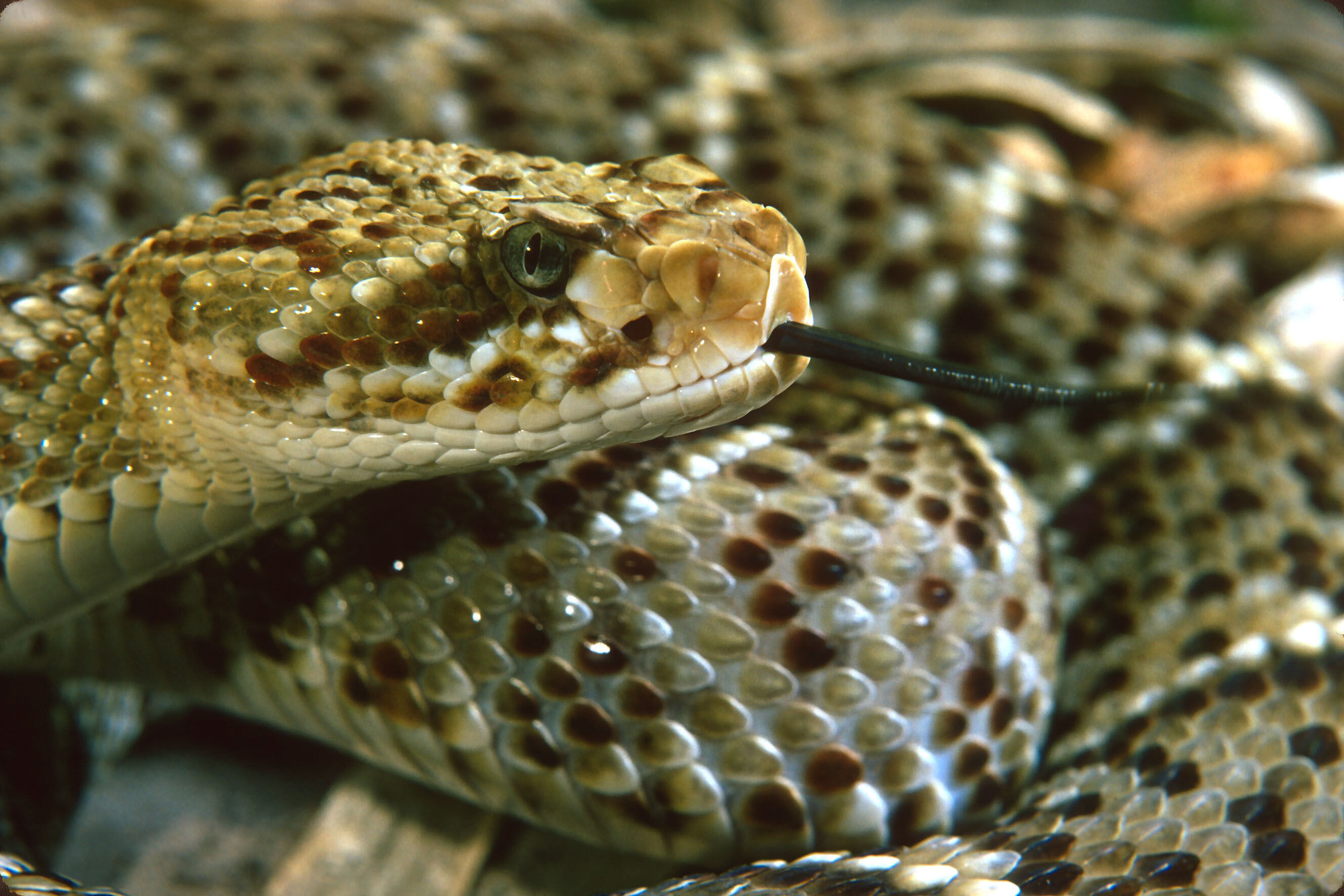 Image of Basilisk Rattlesnake