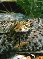 Image of Basilisk Rattlesnake