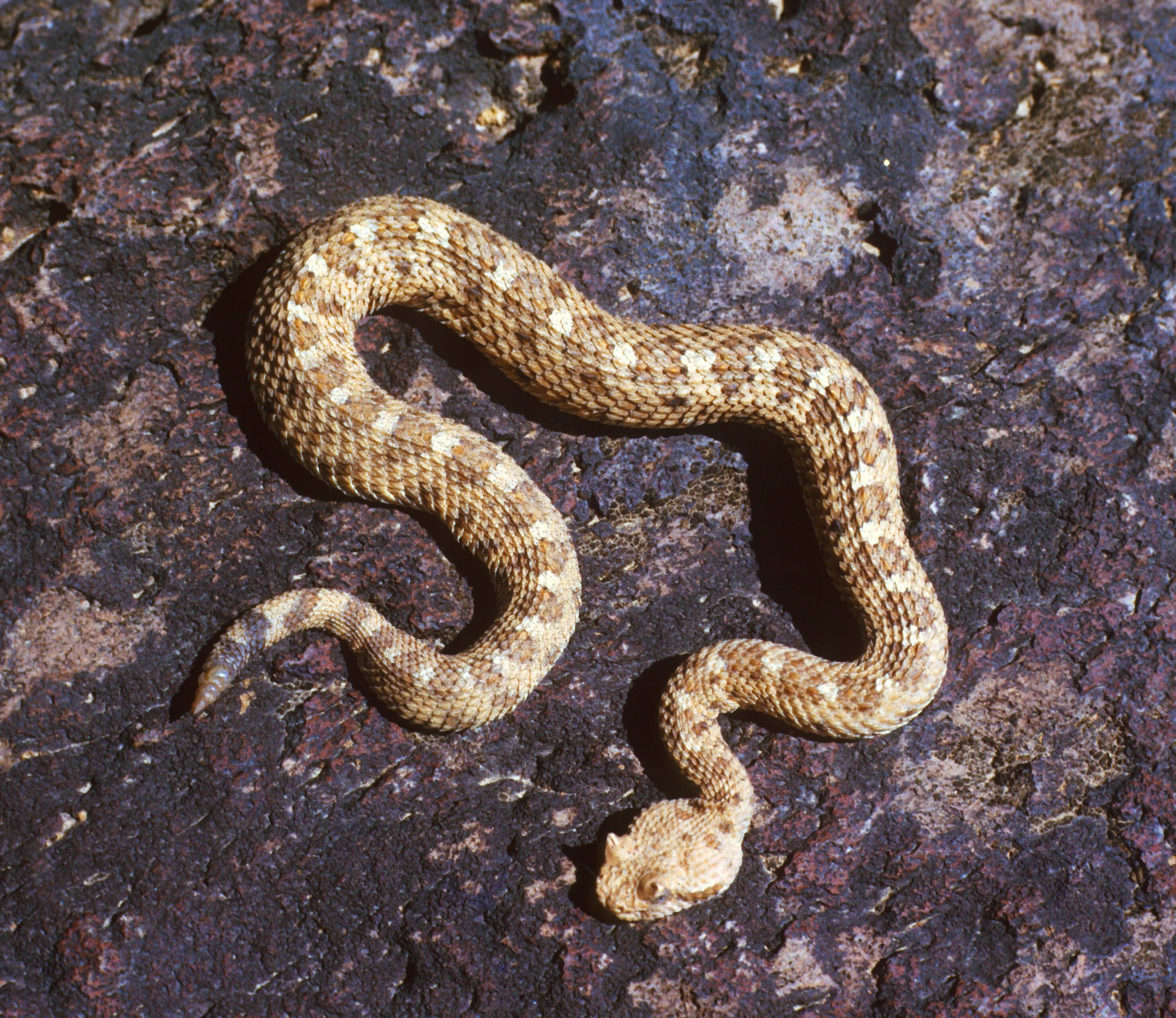 Image of Sidewinder Rattlesnake