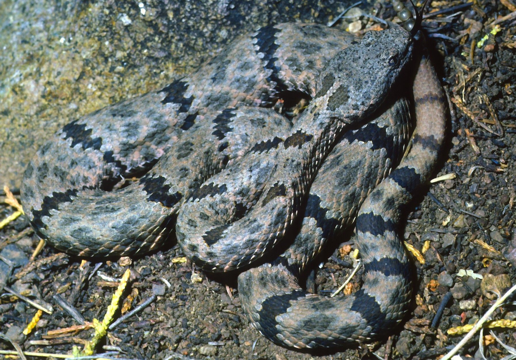 Crotalus lepidus (Kennicott 1861) resmi