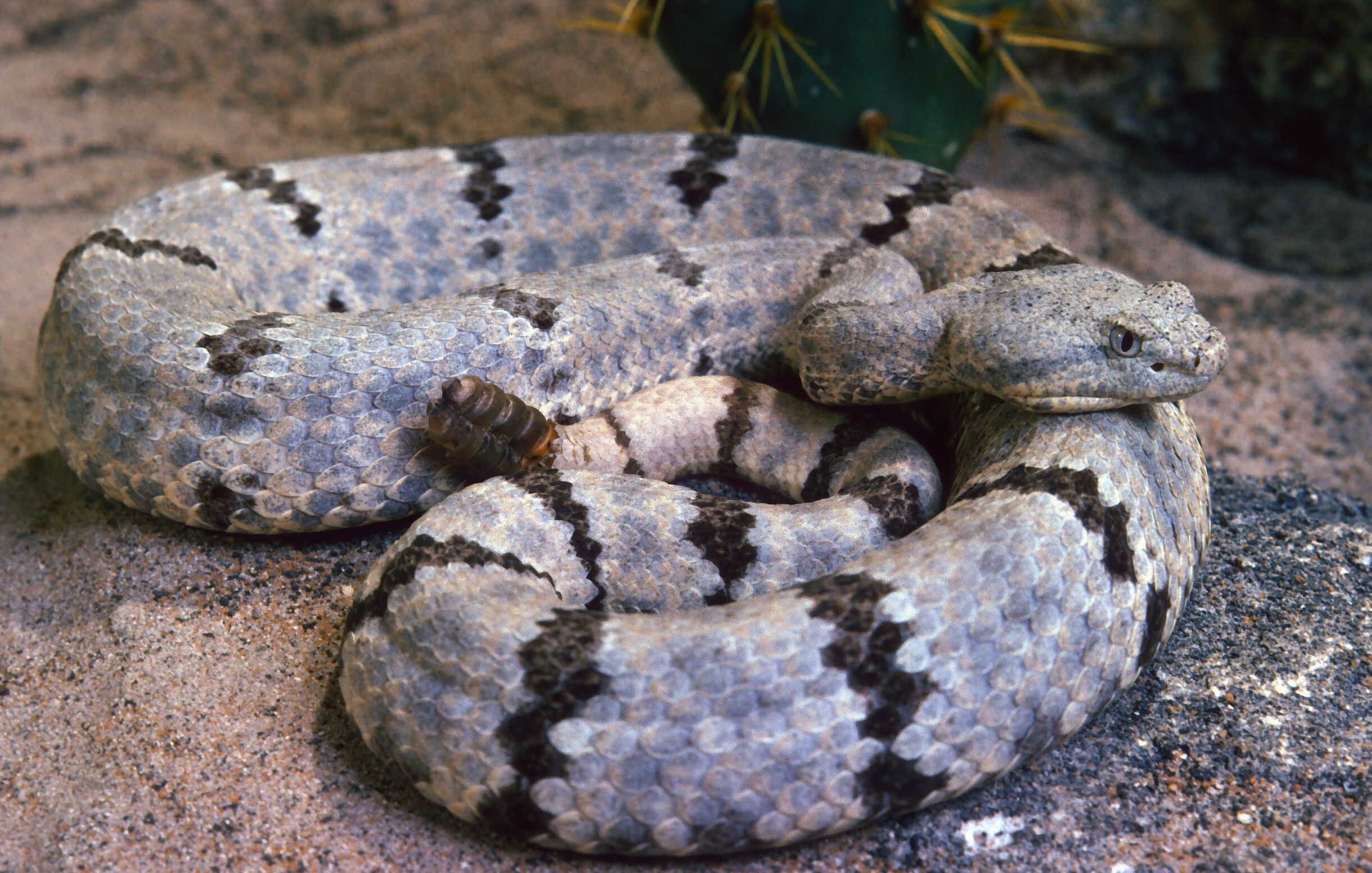 Crotalus lepidus (Kennicott 1861) resmi