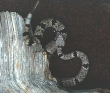 Crotalus lepidus (Kennicott 1861) resmi