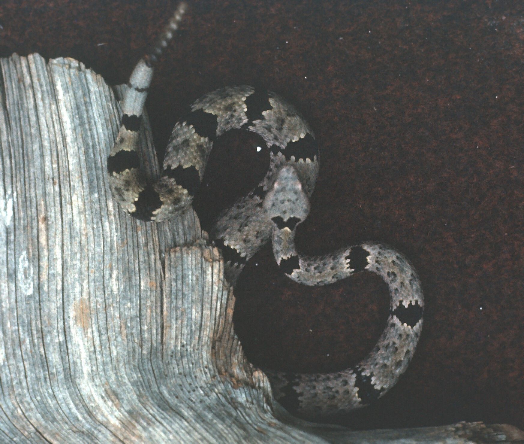 Crotalus lepidus (Kennicott 1861) resmi