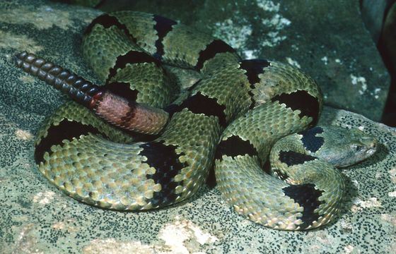 Crotalus lepidus (Kennicott 1861) resmi