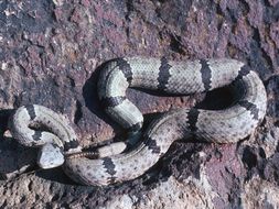 Crotalus lepidus (Kennicott 1861) resmi