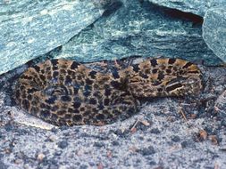 Image of Blacktail Rattlesnake